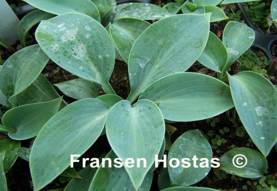 Hosta Blue Lollipop